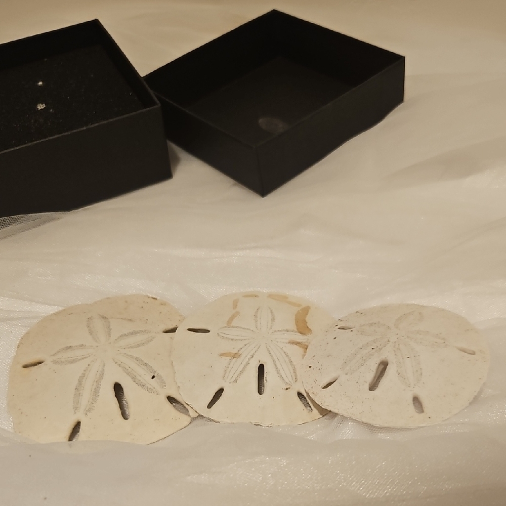 Set of Three Sand Dollars